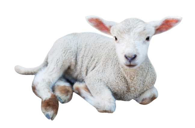 Lamb