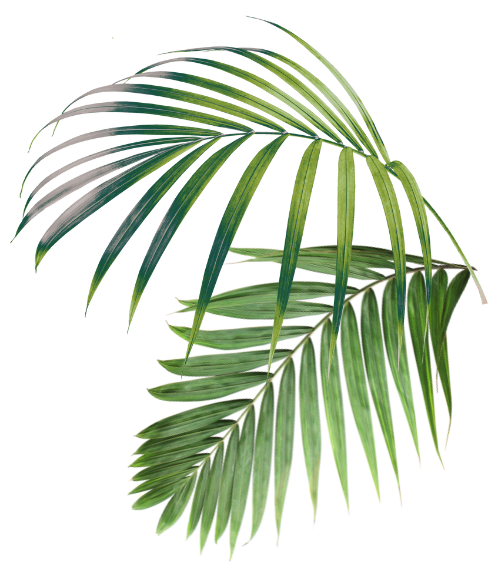 Palm